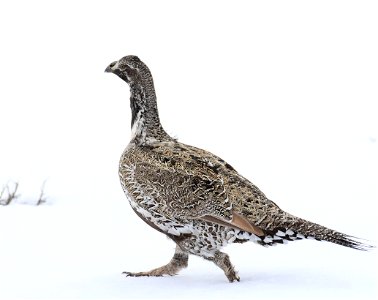 Greater sage-grouse on Seedskadee National Wildlife Refuge