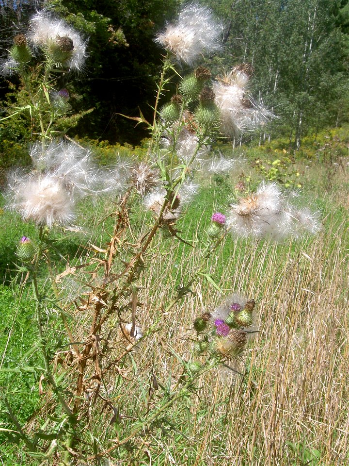 Thistle
