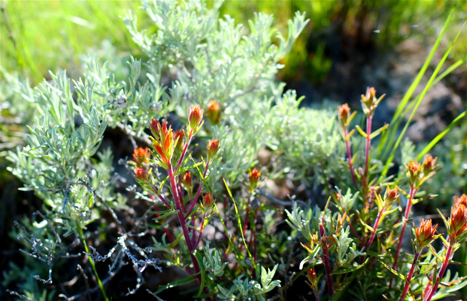 Sagebrush and Paintbrush on the National Elk Refuge