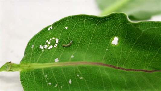 First Instar Monarch Caterpillar photo