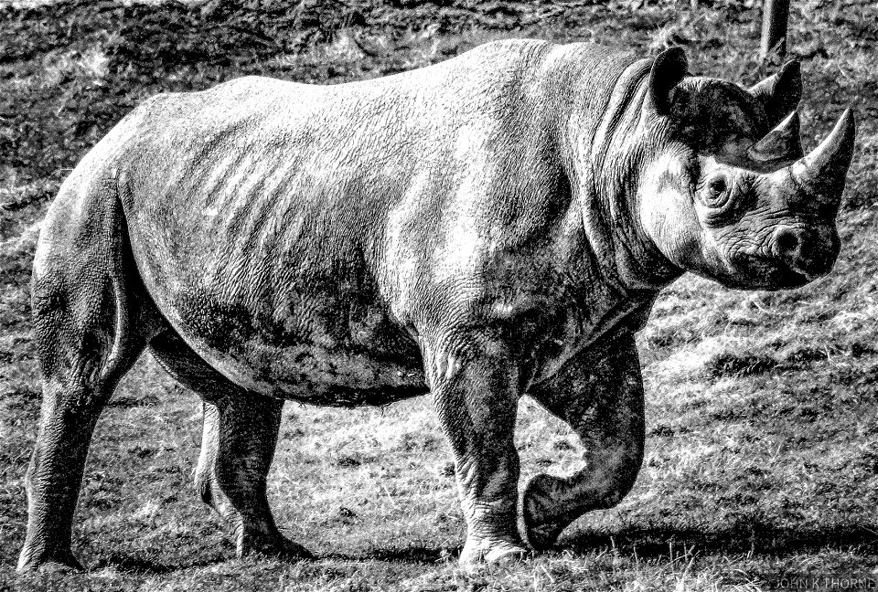 Rhinoceros photo