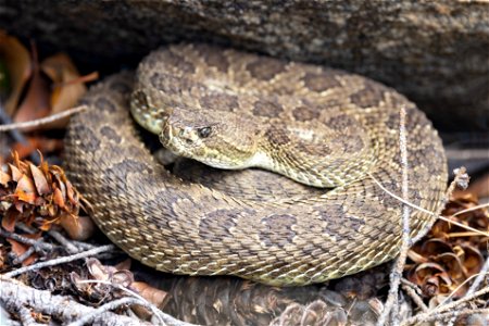 Prairie rattlesnake (Crotalus viridis) photo