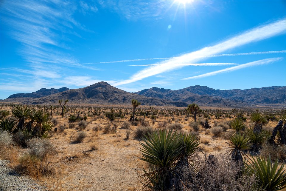 Joshua Tree National Park