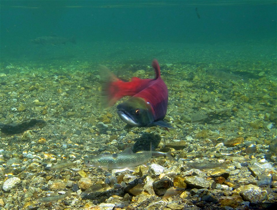 Dollies and sockeye