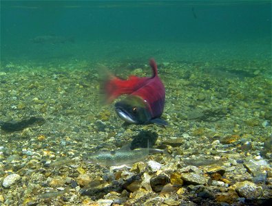 Dollies and sockeye photo