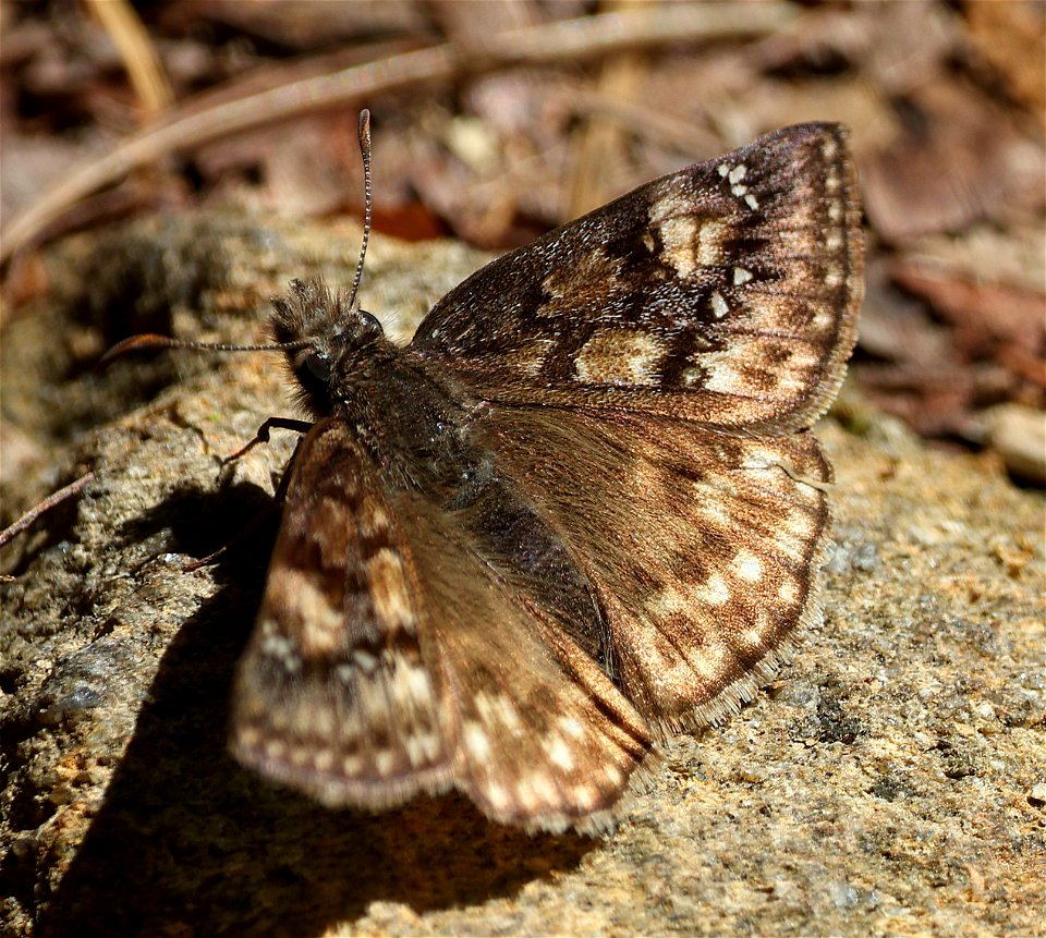 DUSKYWING, JUVENAL'S (Erynnis juvenalis) (05-04-2023) cades cove, great smoky mt nat park, blount co, tn -01 female