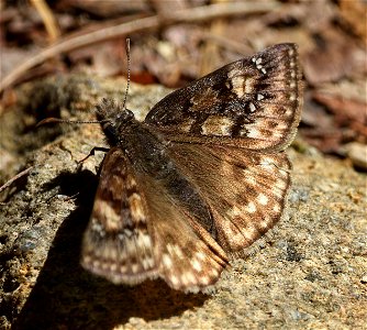 DUSKYWING, JUVENAL'S (Erynnis juvenalis) (05-04-2023) cades cove, great smoky mt nat park, blount co, tn -01 female