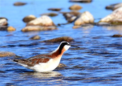 Wilson's phalarope at Seedskadee National Wildlife Refuge