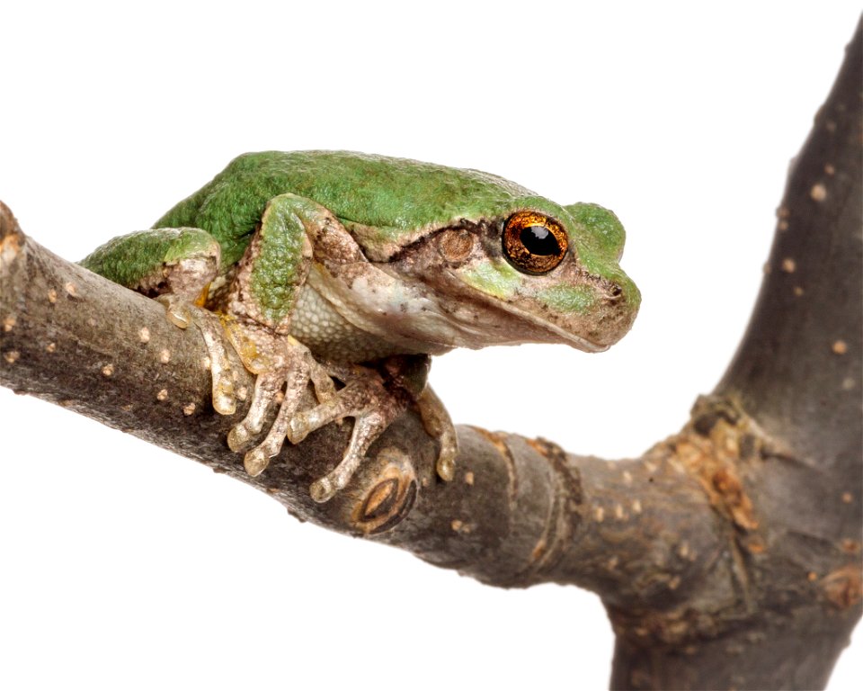 Cope's gray treefrog