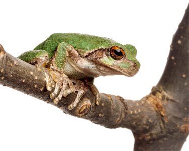 Cope's gray treefrog photo