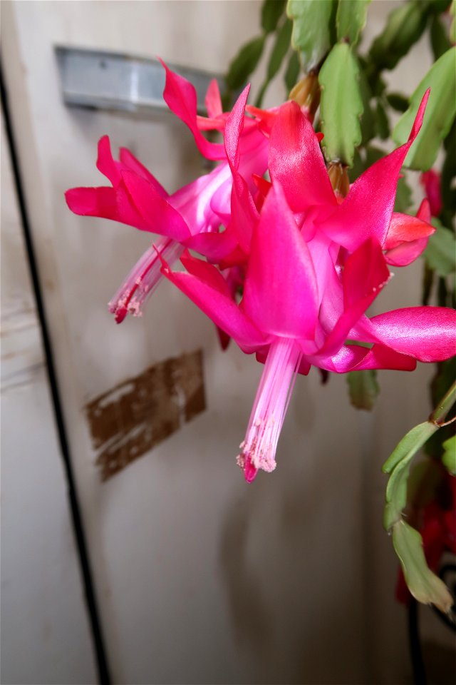 Christmas_cacti_2023_0217_105746