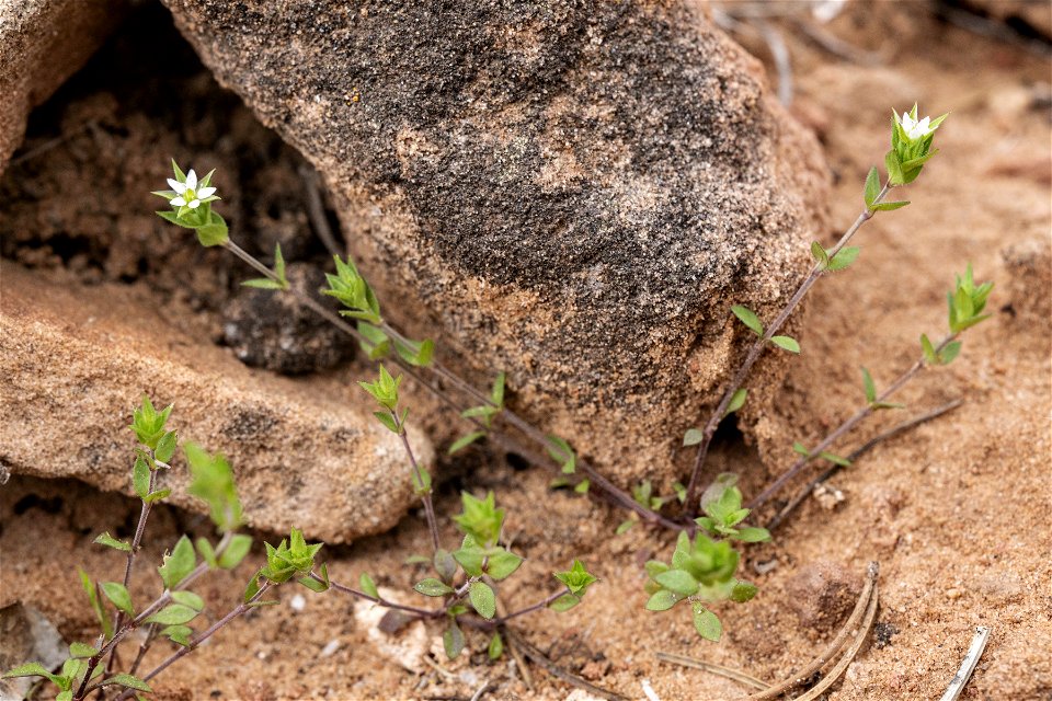 Arenaria serpyllifolia