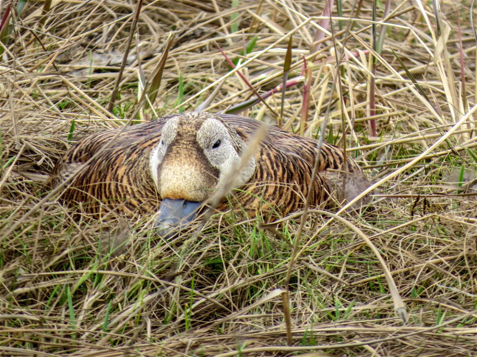 Spectacled Eider on Nest photo