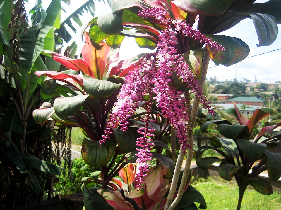 Flower nature landscape