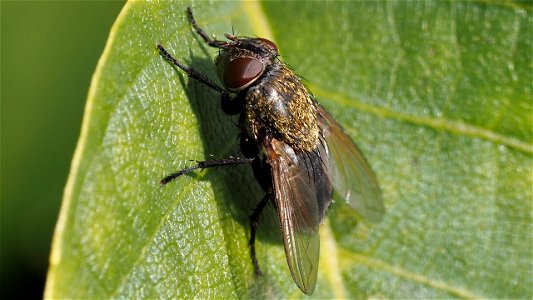 Pollenia cf. rudis (Polsterfliege), Weibchen