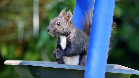 Die Ohrpuschel verschwinden im Sommer und sind schon fast weg