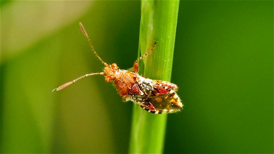 Rhopalus subrufus (Hellbraune Glasflügelwanze) klammert sich an einen Halm