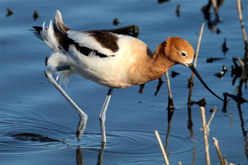 American Avocet Huron Wetland Management District, South Dakota
