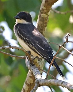 607 - EASTERN KINGBIRD (05-12-2023) moore co, nc -01