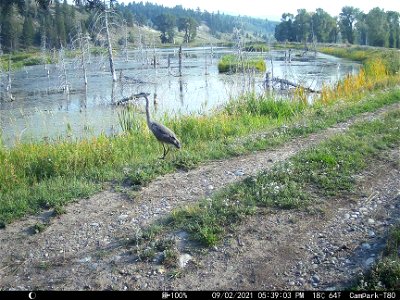 Great Blue Heron