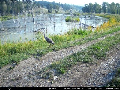 Great Blue Heron