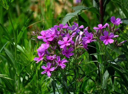 Prairie Phlox