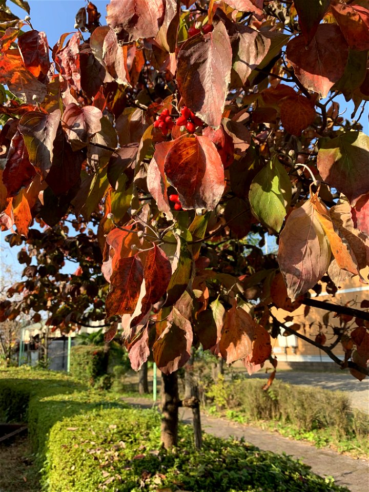 Saiwaicho Higashikurume-shi in November