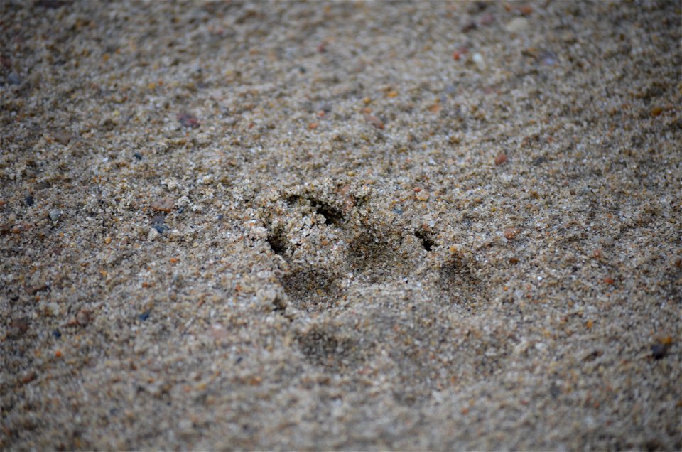 Coyote tracks on the sandbar