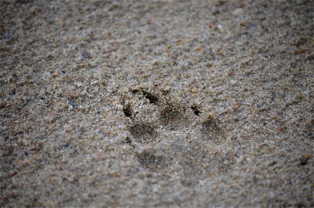 Coyote tracks on the sandbar photo