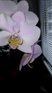 orchids_orhidee-2023_0228_133654
