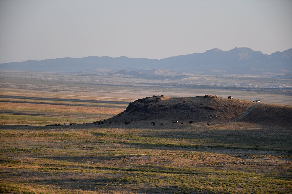 2021 Conger Herd Management Area Gather