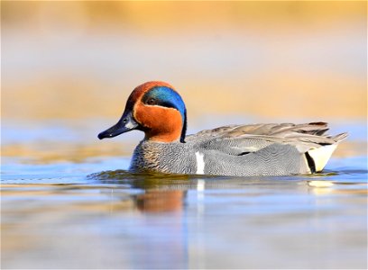 Green-winged teal at Seedskadee National Wildlife Refuge photo