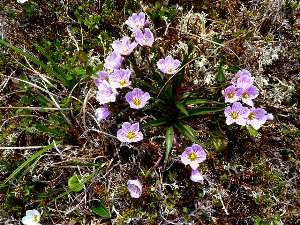 Purple wildflowers on the tundra