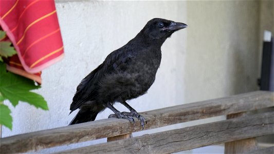 Die kleine Krähe macht zwar erst ihren ersten Ausflug, aber dass eine Bank zum Ausruhen taugt, weiß sie schon