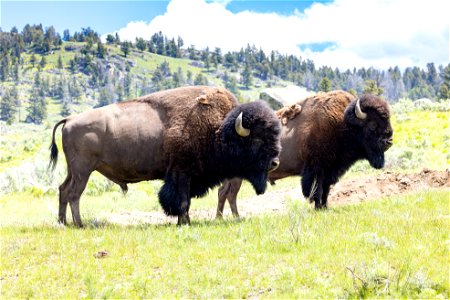 Two bull bison near Slough Creek photo