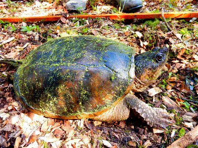 reptile old female common snapping turtle Harris Lake ncwetlands KG (2) photo