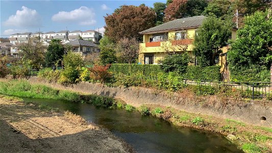 Kurome River in Koyama, Higashikurume-shi in early November