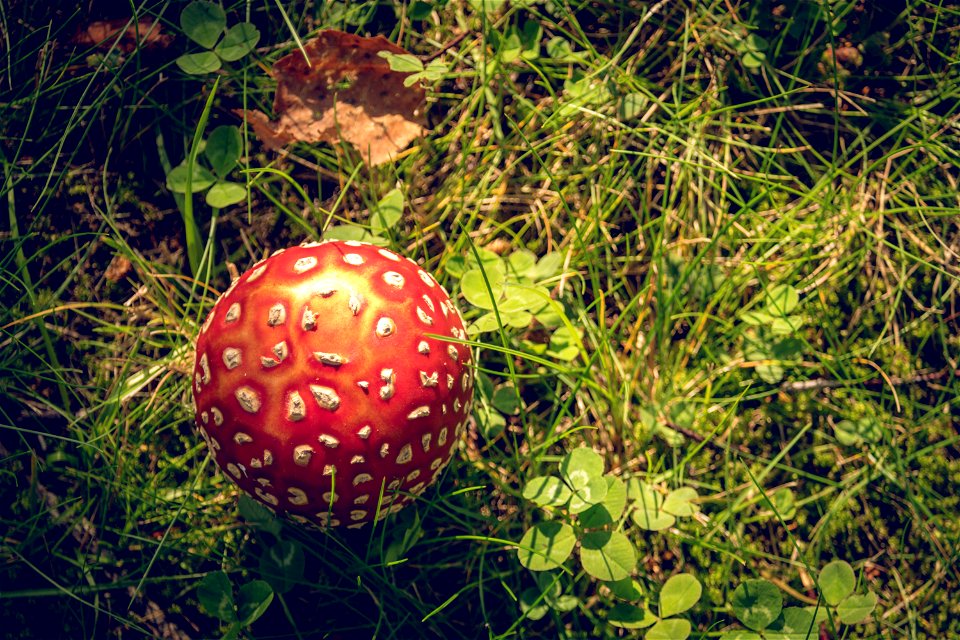 Perfect fly amanita photo