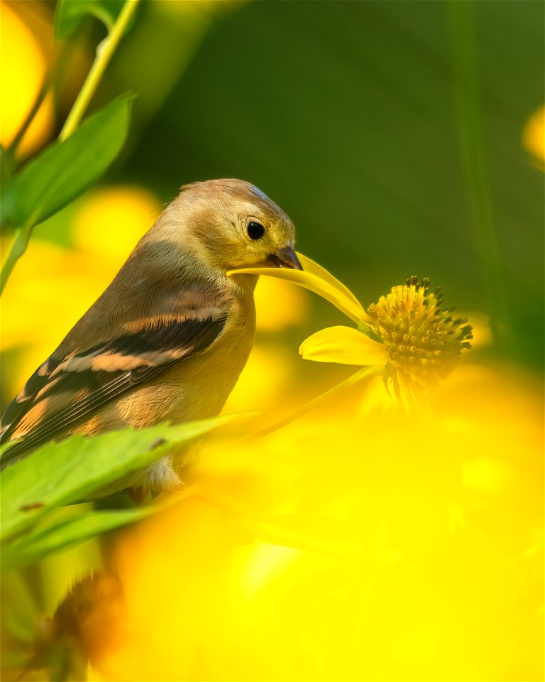 American goldfinch