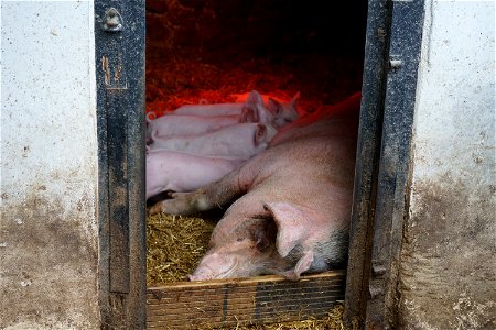 Pig and Piglets photo