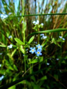 Myosotis laxa subsp. cespitosa (Schultz) Hyl. ex Nordh., 1940