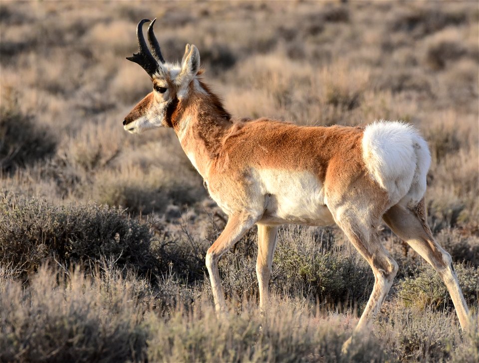 Pronghorn at Seedskadee National Wildlife Refuge