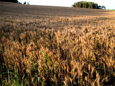 Barley, Wheat or Rye.