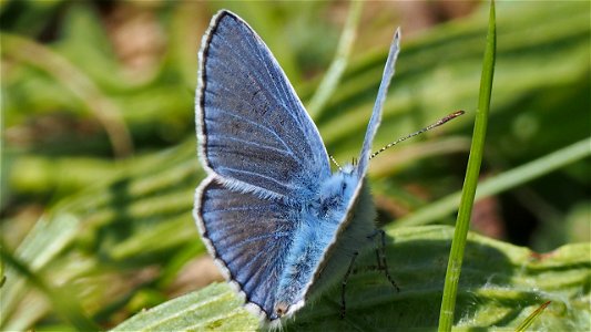Polyommatus icarus (Bläuling) - Männchen
