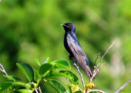 Purple Martin photo