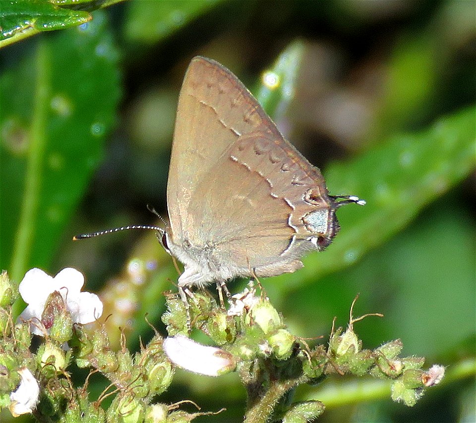 HAIRSTREAK, HEDGEROW (Satyrium saepium) (7-14-2021) 5000 ft, jawbone-bear basin jct, smith river nat rec area, del norte co, ca -02