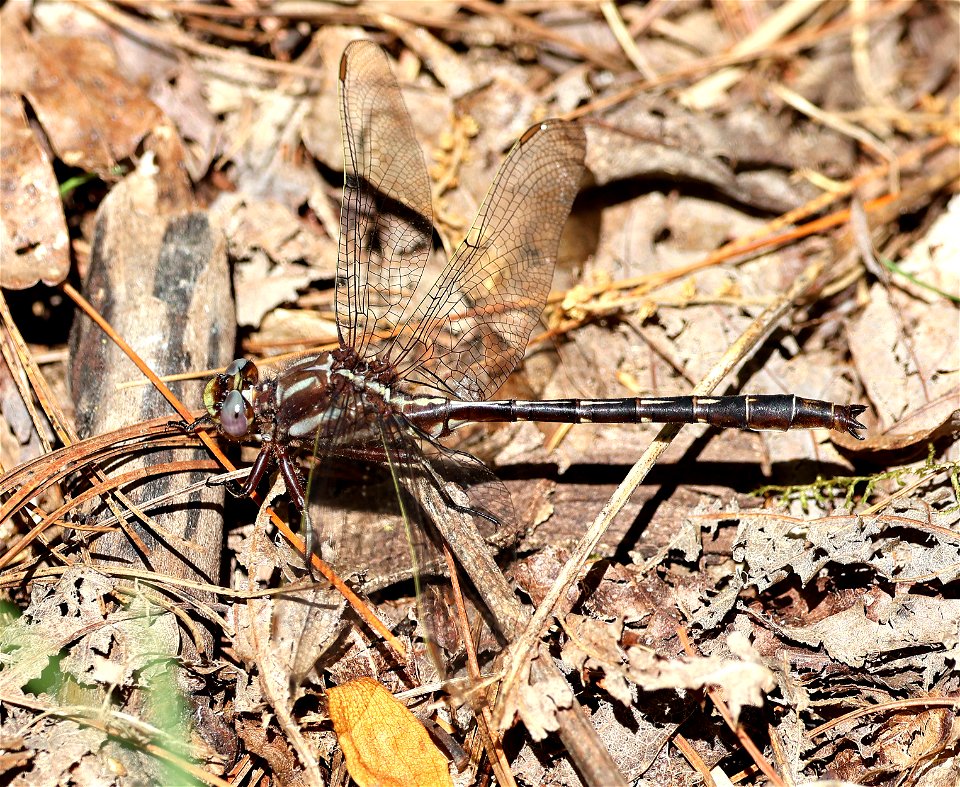 CLUBTAIL, ASHY (Gomphus lividus) (05-04-2023) cades cove, great smoky mt nat park, blount co, tn -02