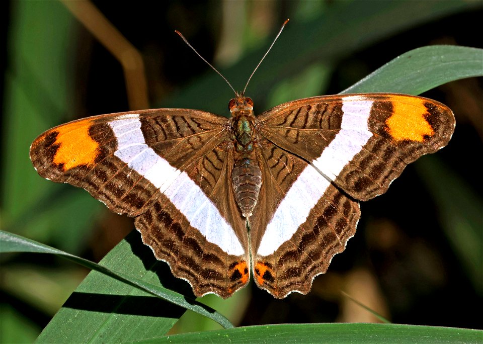 SISTER, BAND-CELLED (Adelpha fessonia) (02-27-2023) national butterfly center, hidalgo co, tx -02