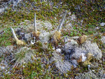 Caribou antlers photo