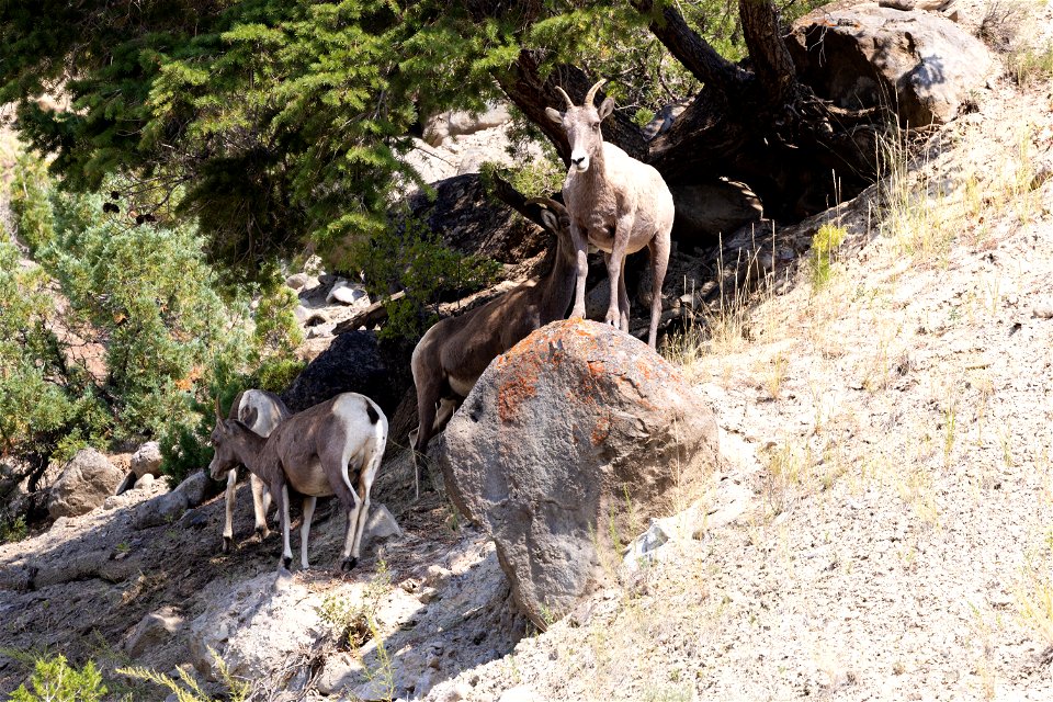 Bighorn ewes in Gardner River Canyon